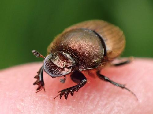 Onthophagus coenobita